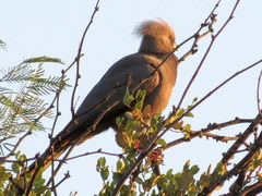 Corythaixoides concolor pallidiceps