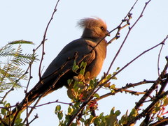 Corythaixoides concolor pallidiceps