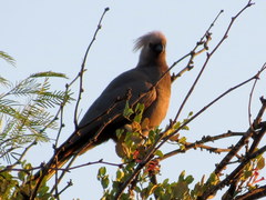 Corythaixoides concolor pallidiceps