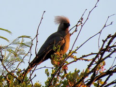 Corythaixoides concolor pallidiceps