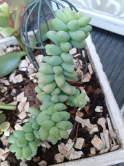 Sedum burrito