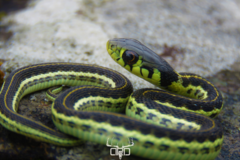 Thamnophis pulchrilatus