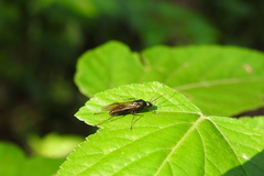 Camponotus japonicus