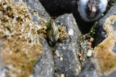 Brachidontes granulatus