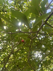 Crataegus aestivalis