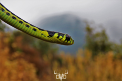 Thamnophis pulchrilatus