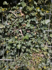 Hedera helix