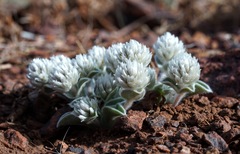 Gomphrena caespitosa