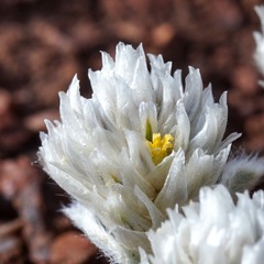 Gomphrena caespitosa