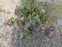 Lamium purpureum