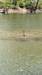 Branta canadensis