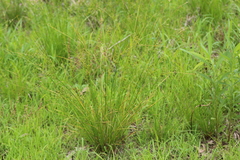 Juncus dudleyi