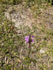 Buchnera floridana image