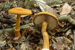 Cortinarius castoreus