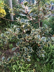 Osmanthus heterophyllus