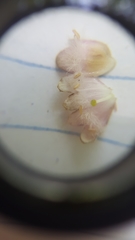 Symphoricarpos albus albus
