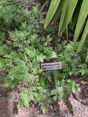 Selaginella plana