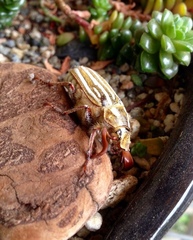 Polyphylla decemlineata