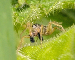 Pardosa nigriceps