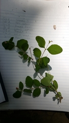 Symphoricarpos albus albus