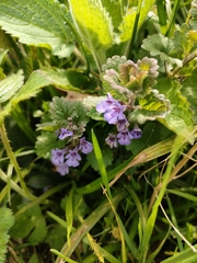 Glechoma hederacea