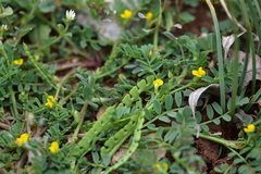 Hippocrepis biflora