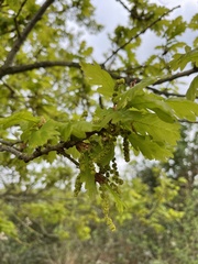 Quercus robur