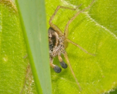Pardosa nigriceps