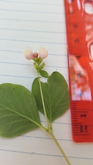 Symphoricarpos albus albus