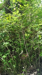 Symphoricarpos albus albus