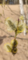 Salix caprea