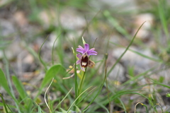 Ophrys bertolonii flavicans