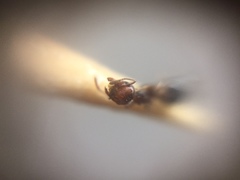 Crematogaster wroughtonii