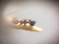 Crematogaster wroughtonii