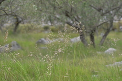 Helictotrichon convolutum