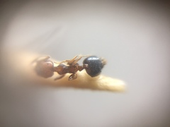 Crematogaster wroughtonii