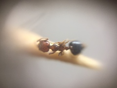 Crematogaster wroughtonii