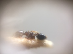 Crematogaster wroughtonii