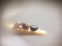 Crematogaster wroughtonii