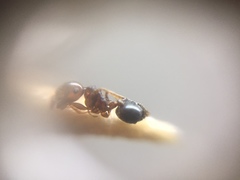 Crematogaster wroughtonii