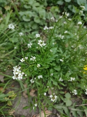Cardamine flexuosa