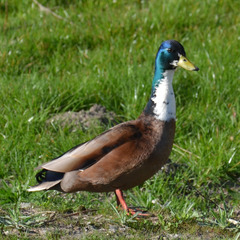 Anas platyrhynchos domesticus