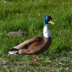 Anas platyrhynchos domesticus