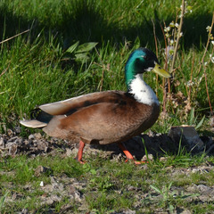 Anas platyrhynchos domesticus