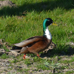 Anas platyrhynchos domesticus