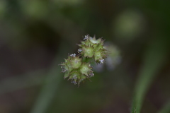 Valerianella discoidea