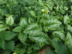 Lamium galeobdolon argentatum