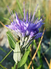 Caryopteris mongholica