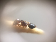 Crematogaster wroughtonii