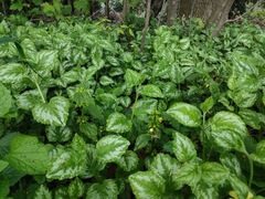 Lamium galeobdolon argentatum
